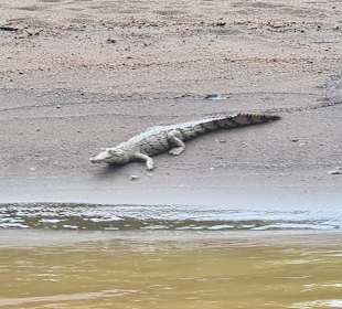 Stadtrundgang Tortuguero