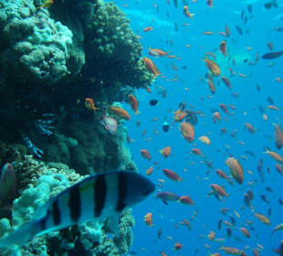 Unterwasserwelt Schnorcheln
