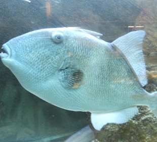 Old Town Aquarium, Rhodos