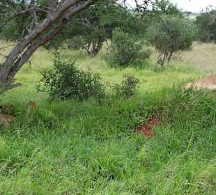 Sarova Salt Lick Game Lodge