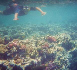 Rafa koralowa