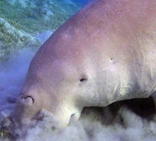 Dugong beim Frühstück