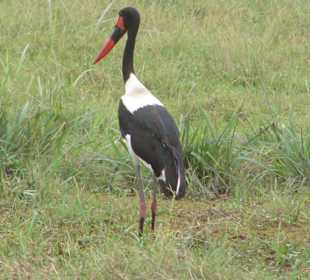 Vogel im Amboseli