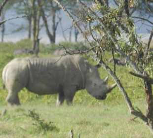 Lake Nakuru , unterwegs mit Umbrella Safaris 