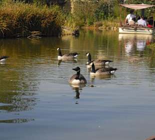 Fahrt mit der "African Queen"