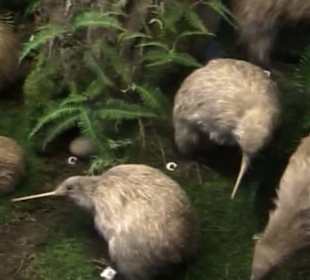 Naturhistorisches Museum