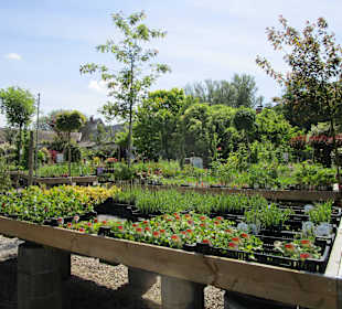 Peterhof-Pflanzen in Hanhofen