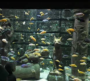 Aquarium Antalya