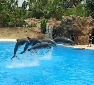 Teneryfa Loro Park, pokaz delfinów