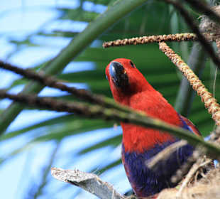 Edelpapagei im Freigehege