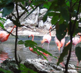 Xaman Ha Bird Park