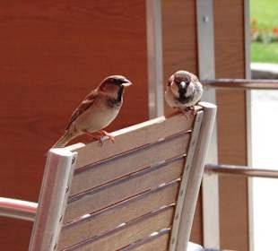 Auch die Spatzen laden ein