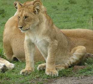 Ich bin ganz wach und passe auf