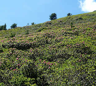 Alpenrosen Steig