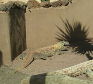 Gefährlicher Bewohner des Parks