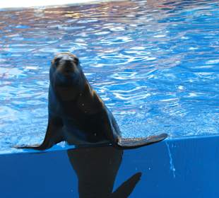 Seelöwenshow