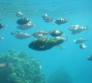 Fische beim Aqua Scoop