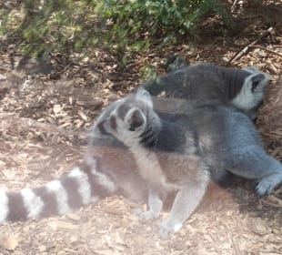 Loro Parque