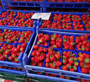 Rundgang über den Wochenmarkt am Marktplatz