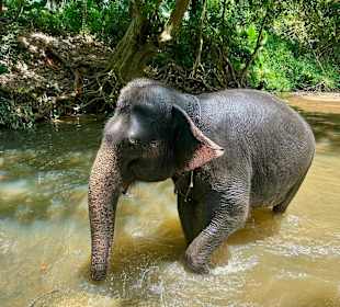 Elefanten reiten und waschen