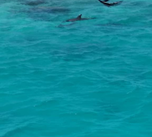 Delfinausflug mit Mo 