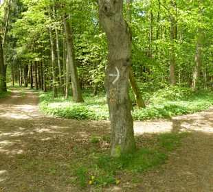 Wanderweg Mariabrunn-Röhrmoos