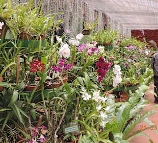 Orchideenhaus