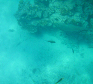 Schnorchelausflug im Roten Meer