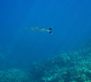 Barrakuda am Rundriff Lahami