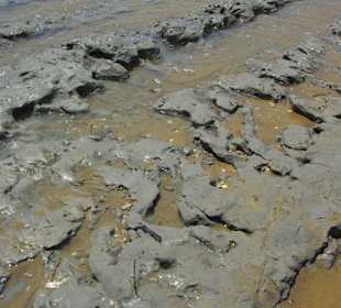 Strand von Bibione 06-2010