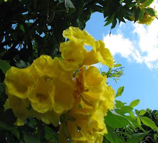 Jardin Botanico de Cactus im Oasispark