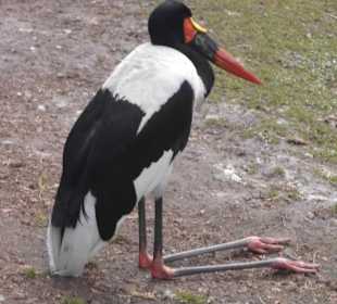 Weltvogelpark Walsrode