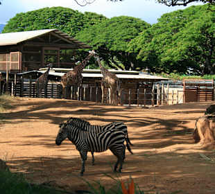Zebras
