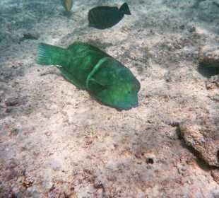 Nachbarbucht Hotel Brayka Bay
