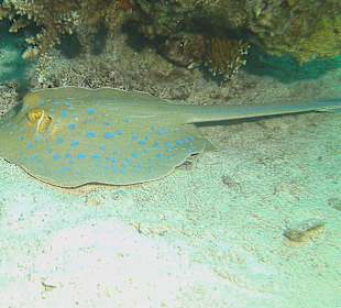 Tauchen bei der DC über Oototo Holiday Service gebucht