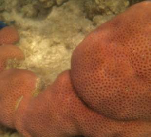 Korallenriff Fantasy - beim Schnorcheln gesehen