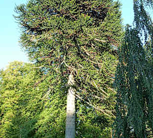 Prächtige Araukarie