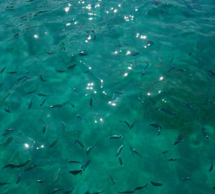 Zusammen mit den Fischen Baden