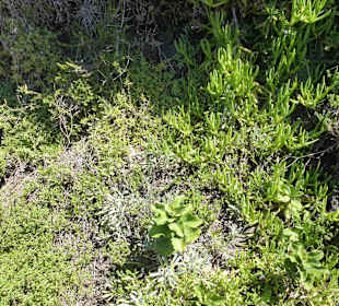 Aussichtspunkt Knysna