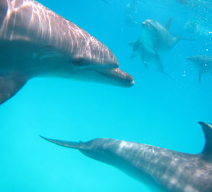 So neugierig sind Delphine