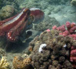 "Österreichischer" Octopus (Rot-Weiß-Rot) 