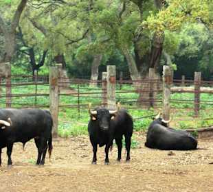 Stierzucht, ©B. Hohler