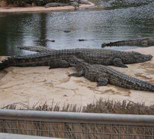Crocodiles
