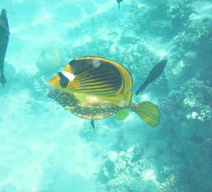 Schöne Riff zum Schnorcheln