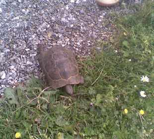 Schlidkröten sind viele zusehen