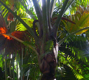 Coco de Mer/männlich