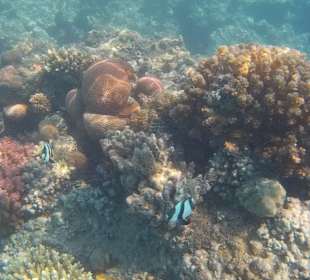 Schnorcheln Makadi Bay