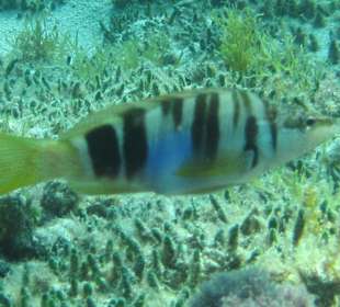 Mit Garantie zu sehen gibts den "Mafia Fisch"