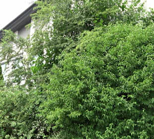 Neuapostolische Kirche Aalen