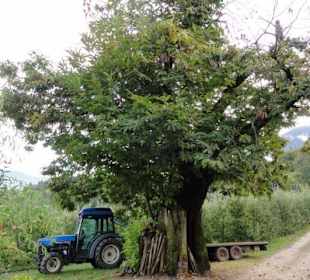 Kastanienerlebnisweg in Völlan
